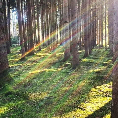 Energie und Erdung durch die Natur, Privatpraxis fuer Physiotherapie, München