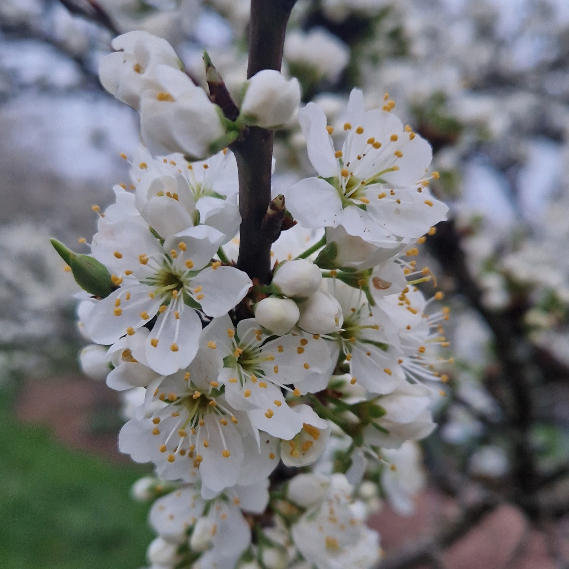 Frühlingserwachen in der TCM